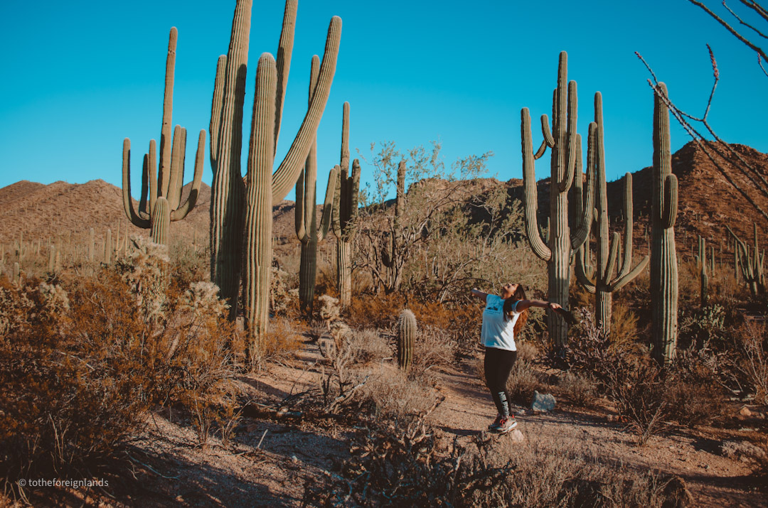 Saguaro National Park